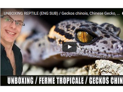 [Vidéo] Unboxing d'une commande d'animaux par la chaîne Eublepharis Reptile
