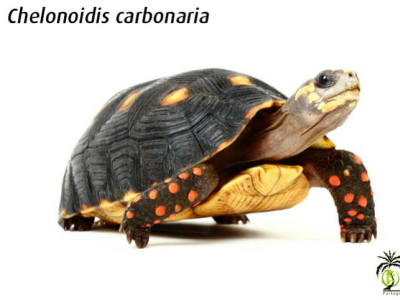 [Présentation d'espèce] Chelonoidis carbonaria