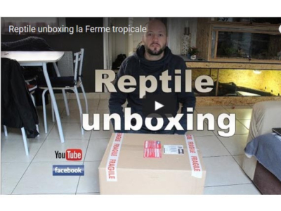 [Vidéos] Unboxing et visite de notre boutique par Celtic Reptile