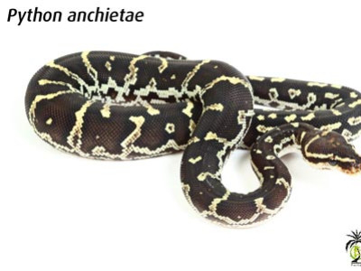 [Présentation d'espèce] Python anchietae