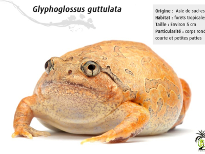 [Présentation d'espèce] Glyphoglossus (Calluella) guttulata
