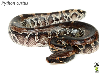 [Présentation d'espèce] Python curtus