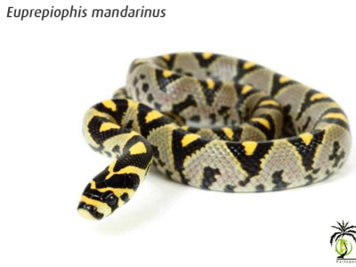 [Présentation d'espèce] Euprepiophis mandarinus