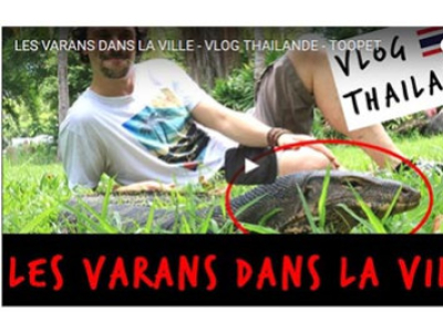 [Vidéo] Des Varanus salvator en plein coeur de Bangkok par Toopet