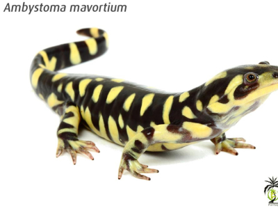 [Présentation d'espèce] Ambystoma mavortium