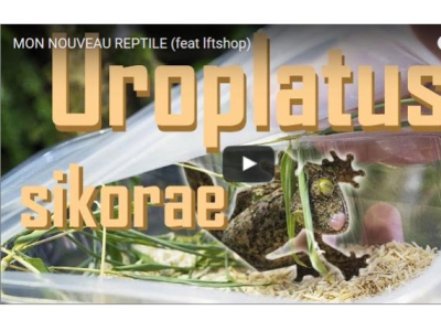 [Vidéo] Unboxing d'un Uroplatus sikorae - Nehox Reptiles