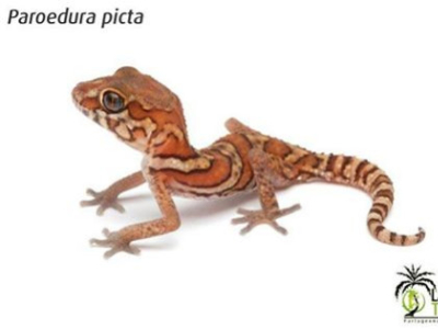 [Présentation d'espèce] Paroedura picta