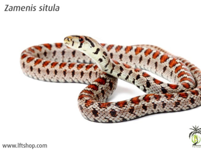 [Présentation d’espèce] Zamenis situla