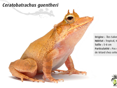 [Présentation d'espèce] Ceratobatrachus guentheri