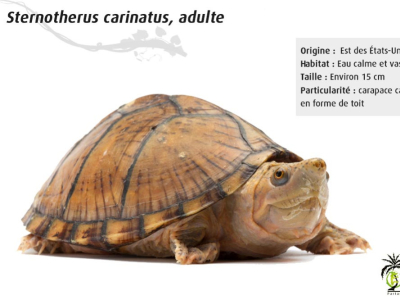 [Présentation d'espèce] Sternotherus carinatus