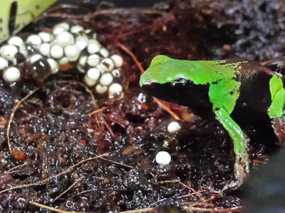 [Sur le vif] Ponte de Mantella nigricans