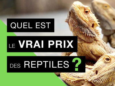 Nouvelle vidéo : quel est le vrai prix des reptiles ?