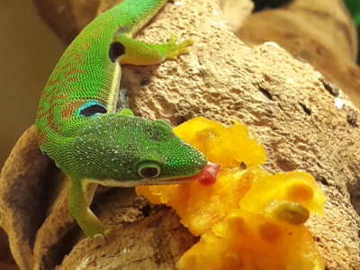 [Sur le vif] Phelsuma quadriocellata versus figue de barbarie