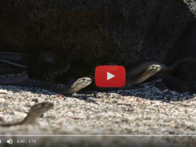 [Vidéo] Serpents contre iguanes marins - extrait de Planet Earth II