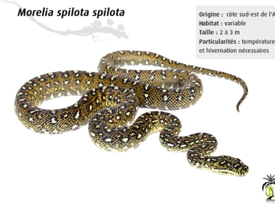 [Présentation d'espèce] Morelia spilota spilota