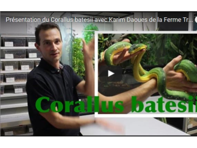 [Vidéo] Présentation du Corallus batesii