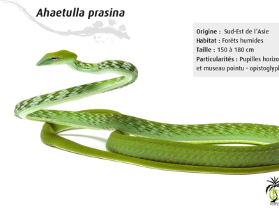 [Présentation d'espèce] Ahaetulla prasina