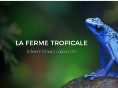 [Vidéo] Présentation de La Ferme Tropicale