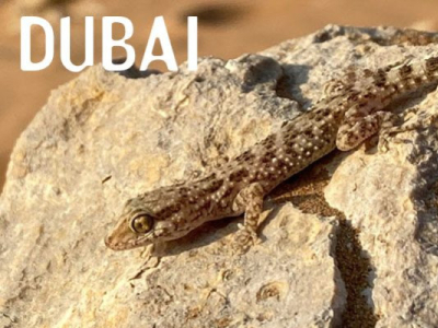 [Voyage] Dubaï