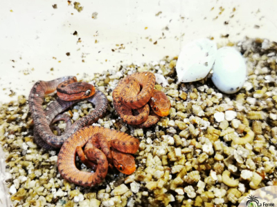 Naissance de Pareas carinatus