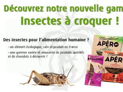 [Nouveauté] Découvrez notre gamme Insectes à croquer !