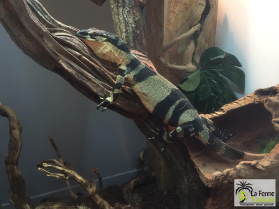 [Sur le vif] Nouvelle installation pour nos Varanus varius