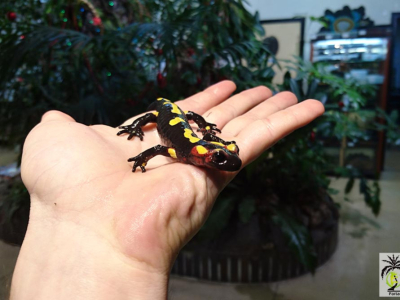 [Sur le vif] Salamandra algira splendens