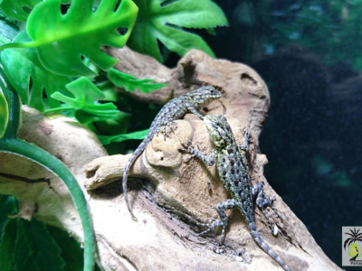 [Sur le vif] Sceloporus malachiticus NC en boutique