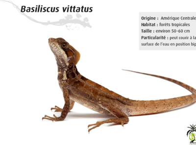 [Présentation d'espèce] Basiliscus vittatus