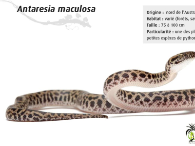 [Présentation d'espèces] Antaresia maculosa