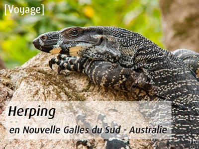 [Voyage] Herping en Nouvelle Galles du Sud - Australie