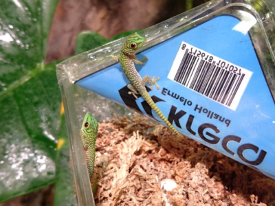 [Sur le vif] Naissance de Phelsuma kochi