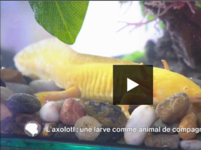 [Découverte] La Ferme Tropicale dans C'est au programme : les axolotls