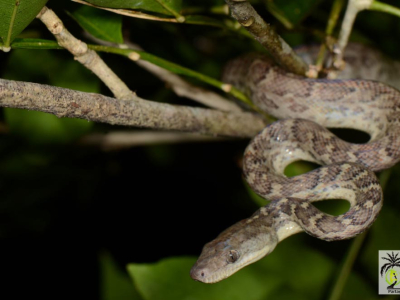 [Voyage] Reptiles de République Dominicaine