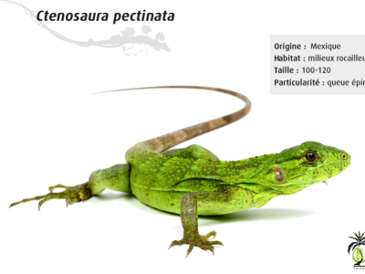 [Présentation d'espèce] Ctenosaura pectinata