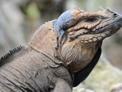 [Voyage] Cyclura en République Dominicaine