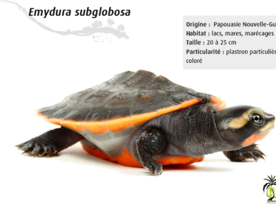 [Présentation d'espèce] Emydura subglobosa