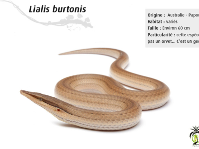 [Présentation d’espèce] Liasis burtonis