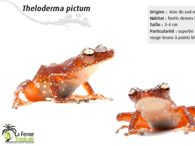 [Présentation d'espèce] Theloderma pictum