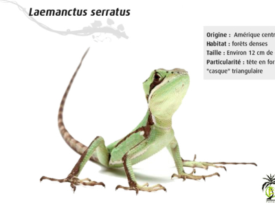 [Présentation d’espèce] Laemanctus serratus