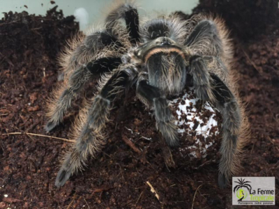 [Sur le vif] Cocon de Brachypelma albopilosa