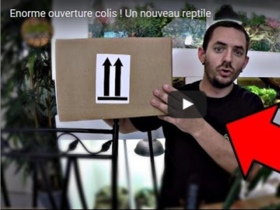 [Vidéo] Unboxing d'un colis d'Acanthosaura armata par Snake Reptile