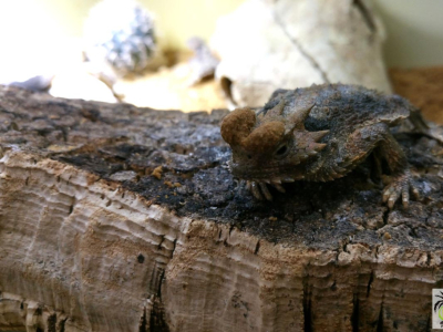 [Sur le vif] Ponte de Phrynosoma platyrhinos