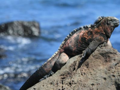 [Découverte] 5 nouvelles sous-espèces d'iguanes marins