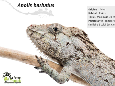 [Présentation d'espèce] Anolis barbatus