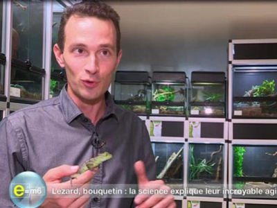 [Découverte] E=M6 sur les capacités des Basiliscus