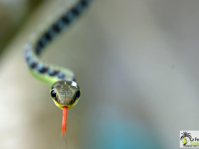 [Voyage] Herpétofaune de Bali