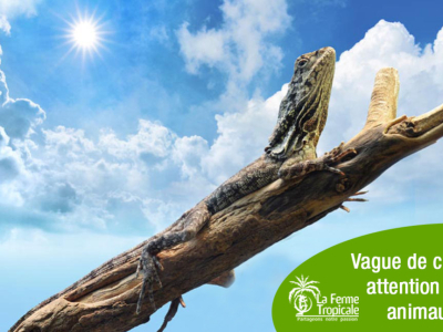 Vague de chaleur : attention à vos animaux !
