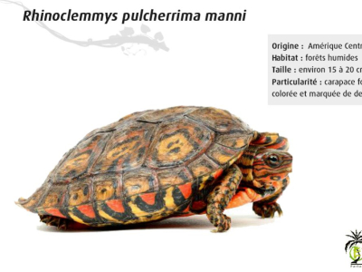 [Présentation d'espèce] Rhinoclemmys pulcherrima manni