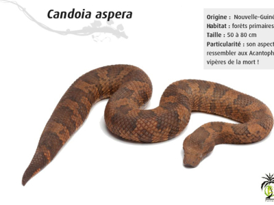 [Présentation d'espèce] Candoia aspera